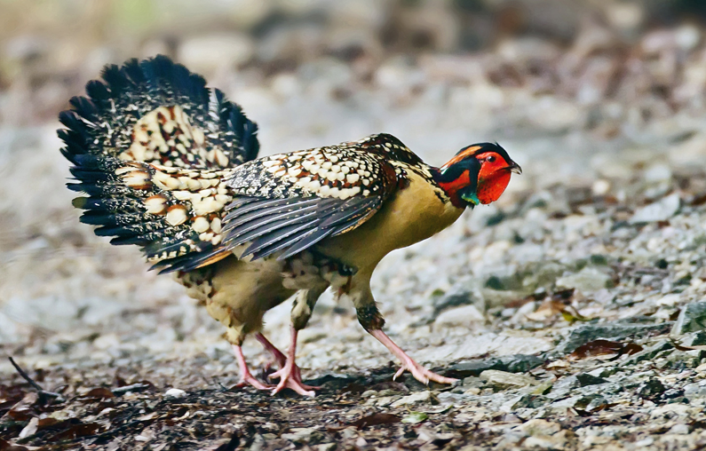 邵陽諸多農特產的發源地 關于家鄉的雪峰山你了解多少？