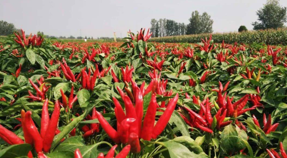 邵陽諸多農特產的發源地 關于家鄉的雪峰山你了解多少？