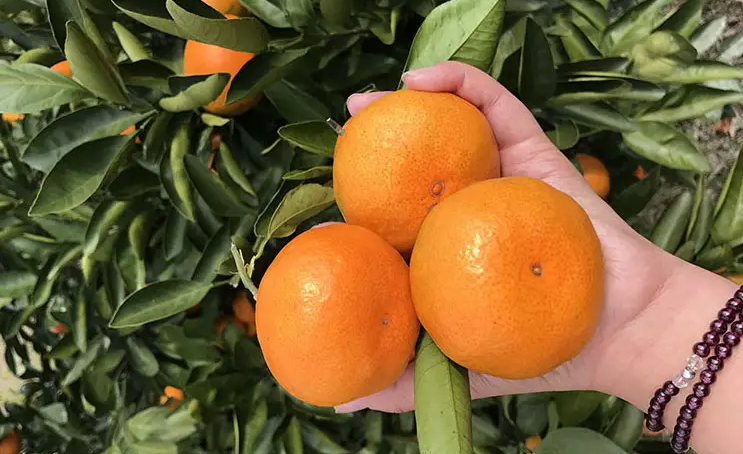 邵陽諸多農特產的發源地 關于家鄉的雪峰山你了解多少？