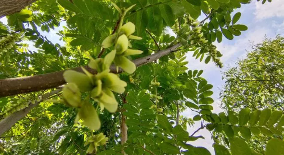 邵陽諸多農特產的發源地 關于家鄉的雪峰山你了解多少？