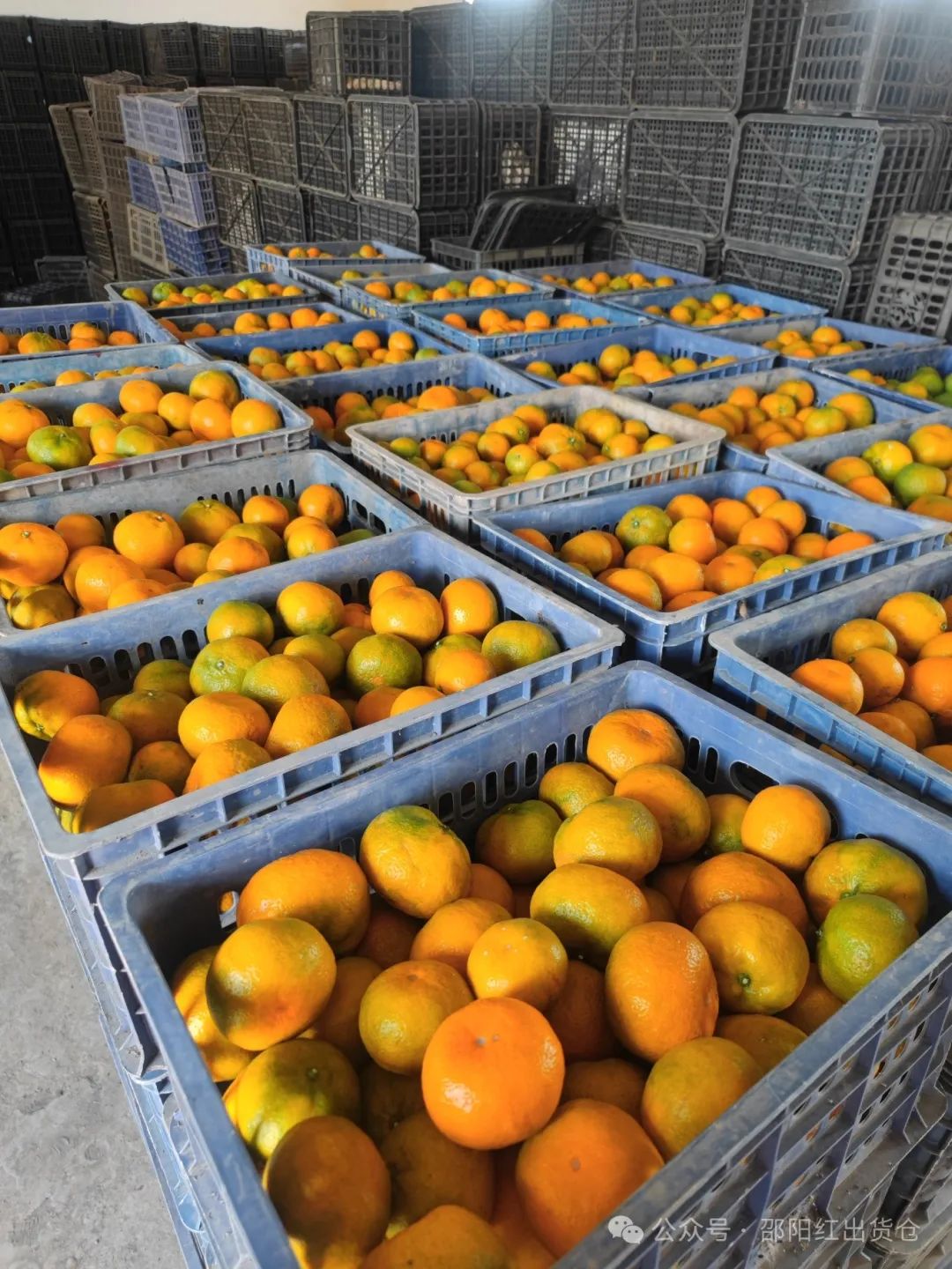 “蜜桔香氣飄萬里,一品甘甜雪峰桔”